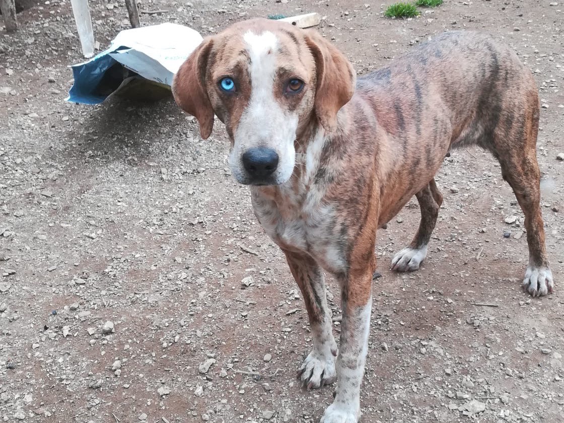 Adozione cane, femmina, Segugio maremmano Razza sconosciuta, 3 anni e 2 mesi, taglia media, Salerno