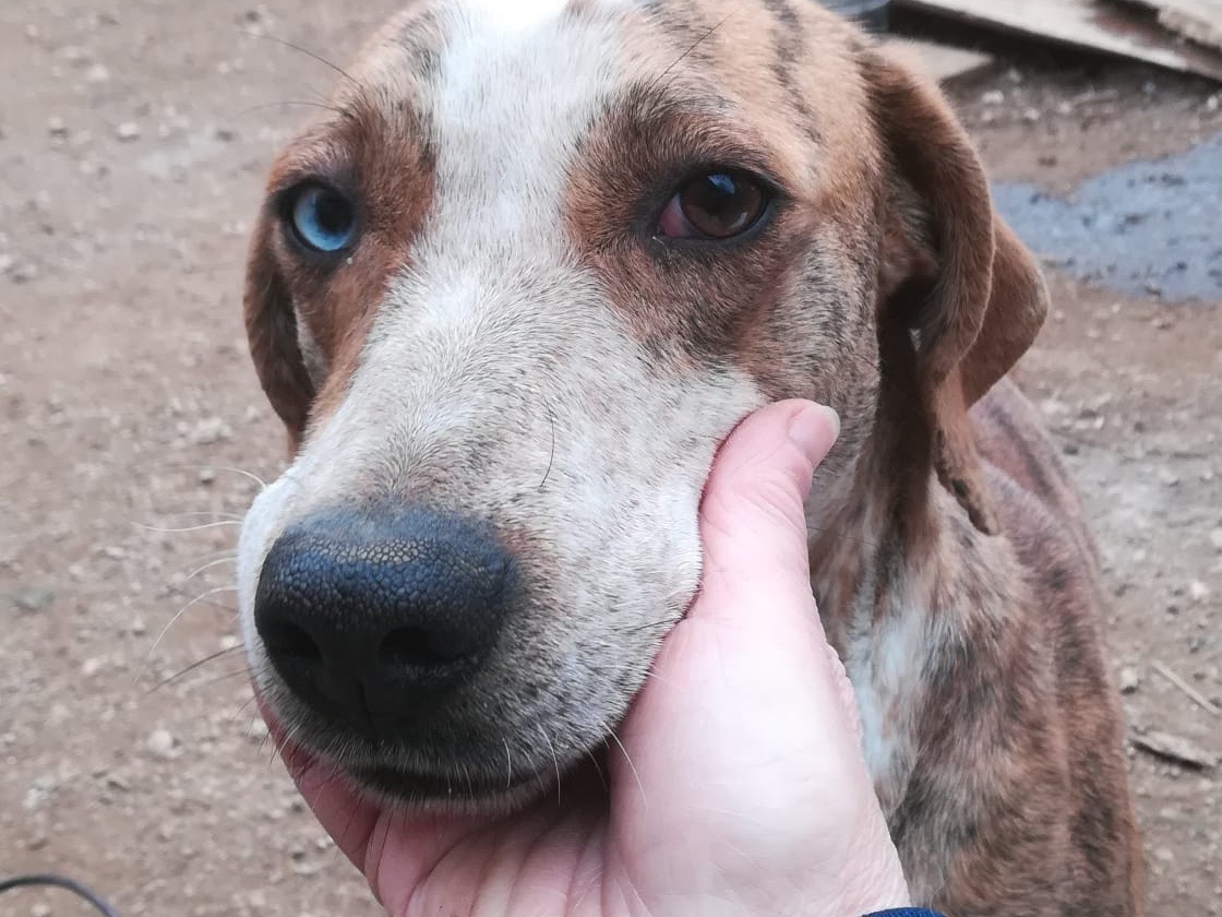 Adotta un cane, taglia media, femmina, Salerno