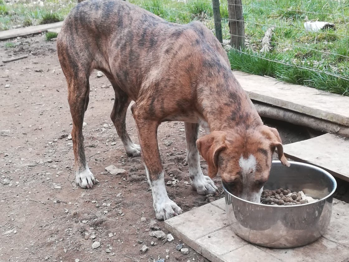 Vuoi adottare un cane a Salerno?