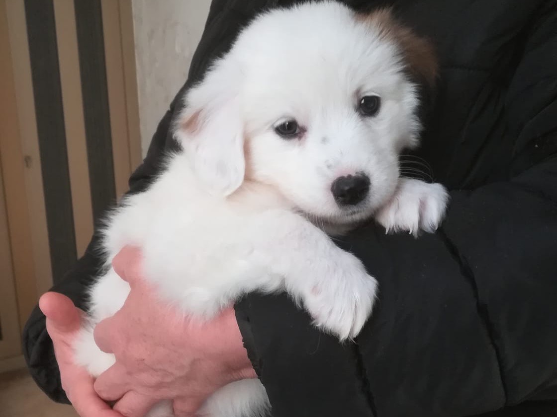 Adozione cane, femmina, Razza sconosciuta Razza sconosciuta, 2 mesi, taglia media, Salerno