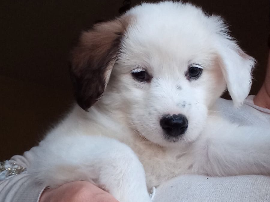 Adotta un cane, femmina, 2 mesi, Salerno