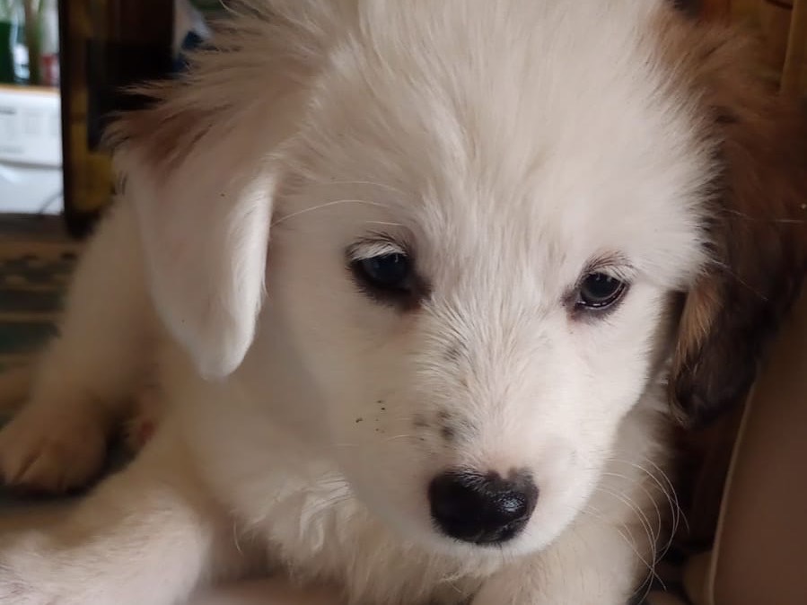 Adotta un cane, taglia media, femmina, Salerno