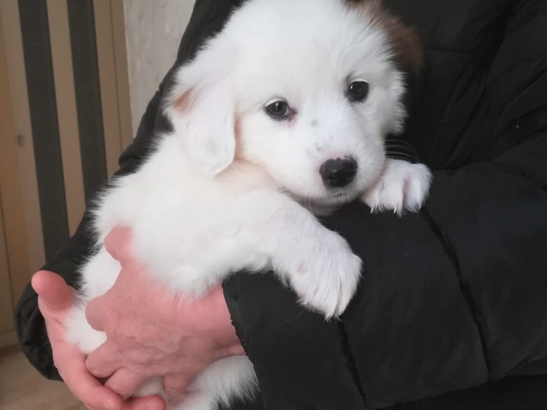 Adotta il cane Melany  a Salerno