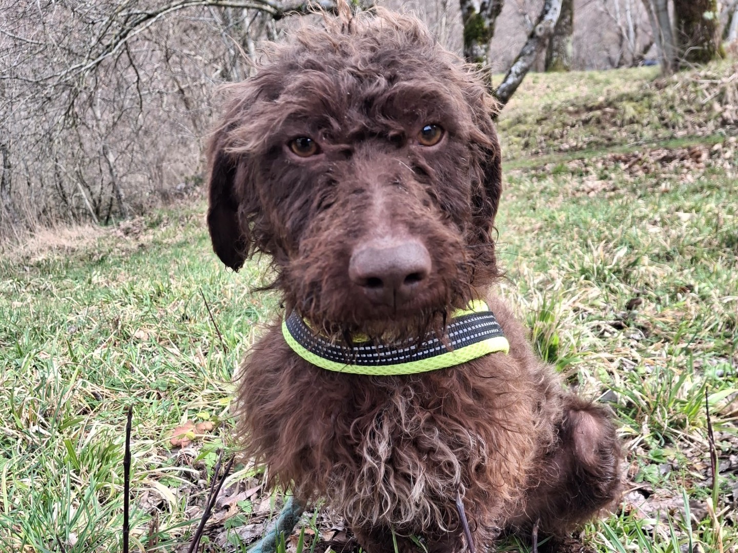 Adozione cane, maschio, Lagotto Razza sconosciuta, 1 anno, taglia media contenuta, Salerno