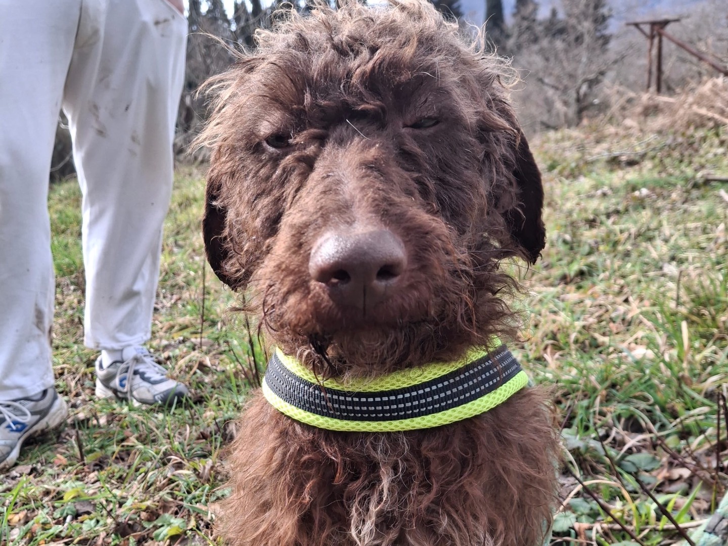 Adotta un cane, maschio, 1 anno, Salerno