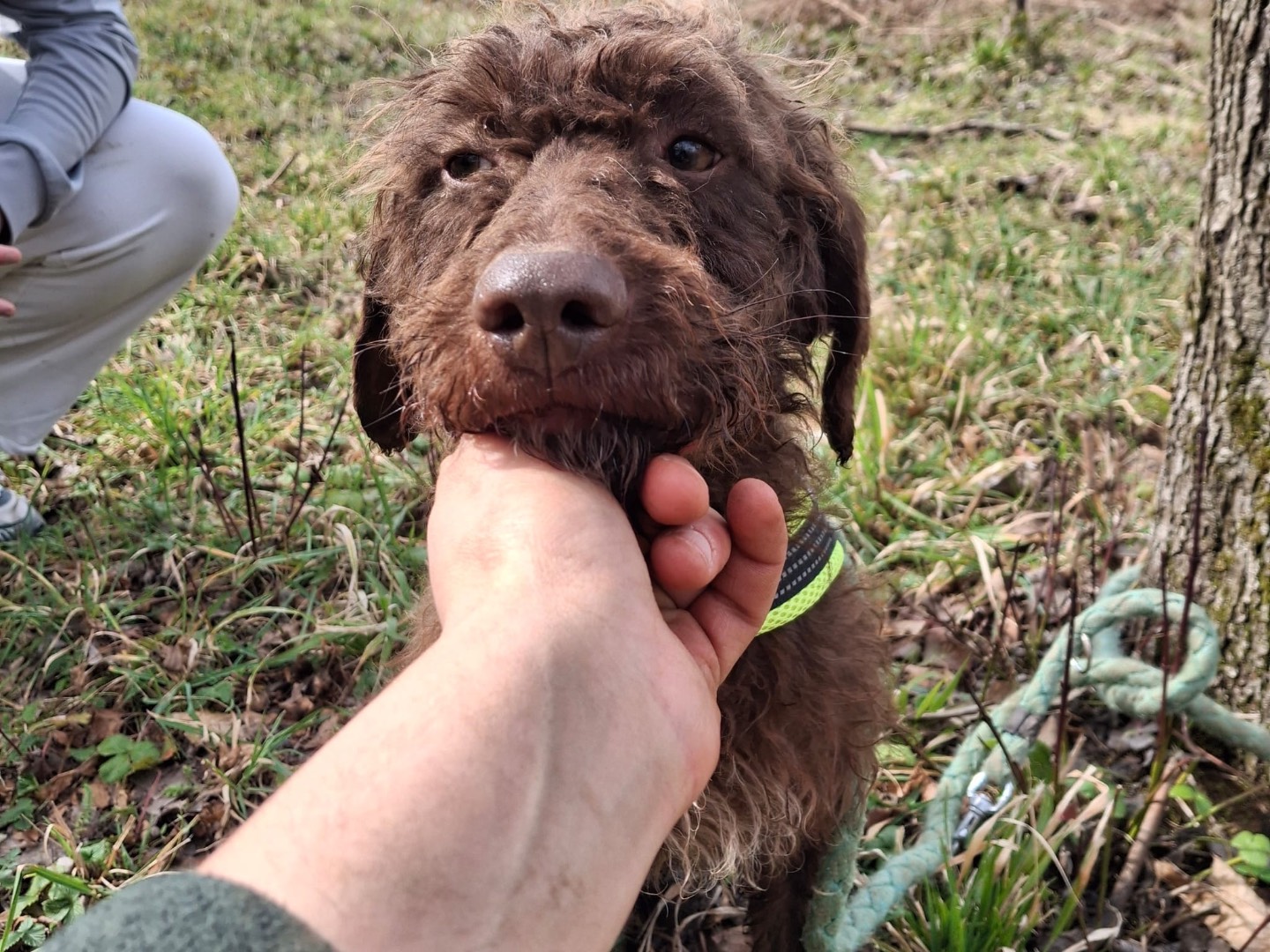 Adotta un cane, taglia media contenuta, maschio, Salerno