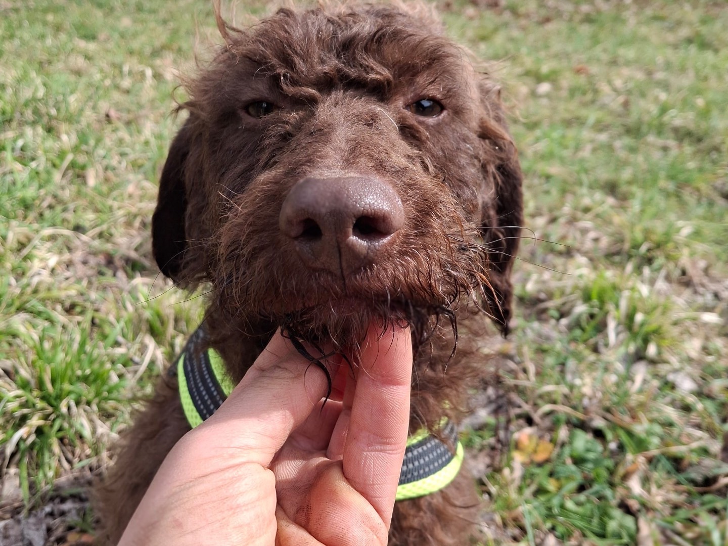 Adotta il cane Pelé  a Salerno