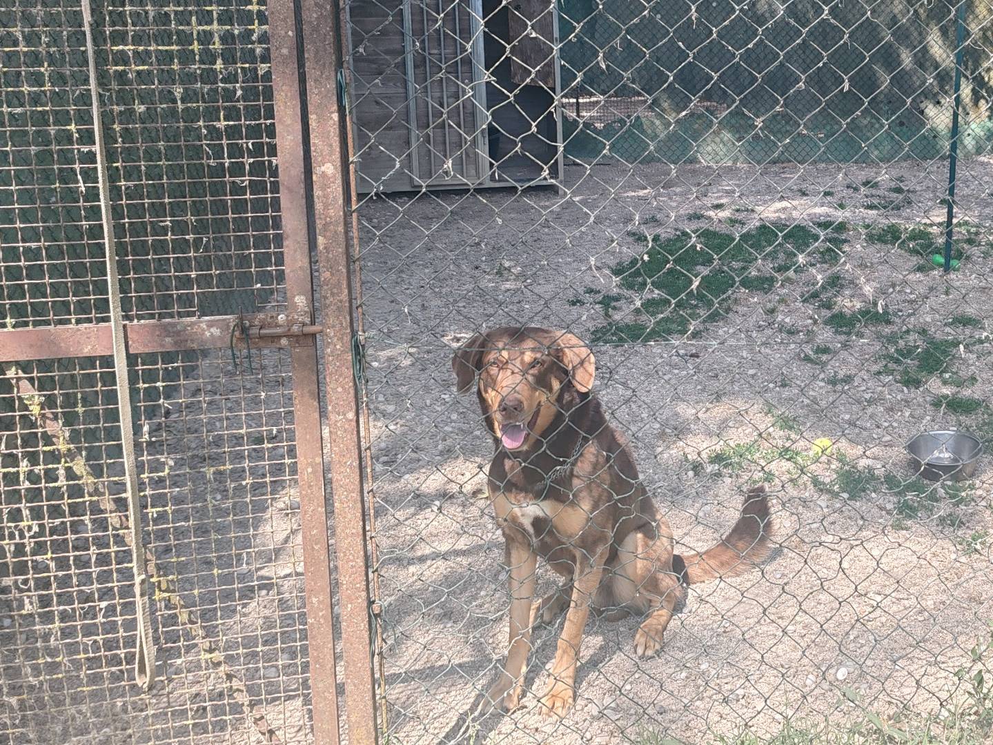 Vuoi adottare un cane a Roma?