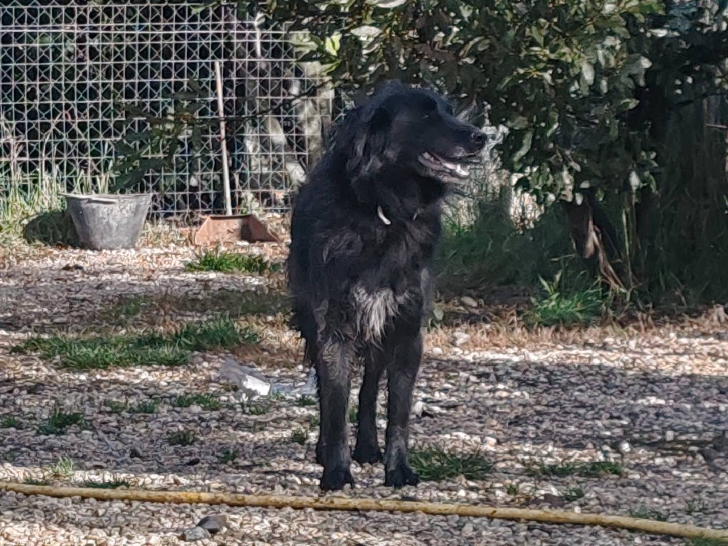Adozione cane, femmina, Razza sconosciuta Razza sconosciuta, 4 anni, taglia media, Roma