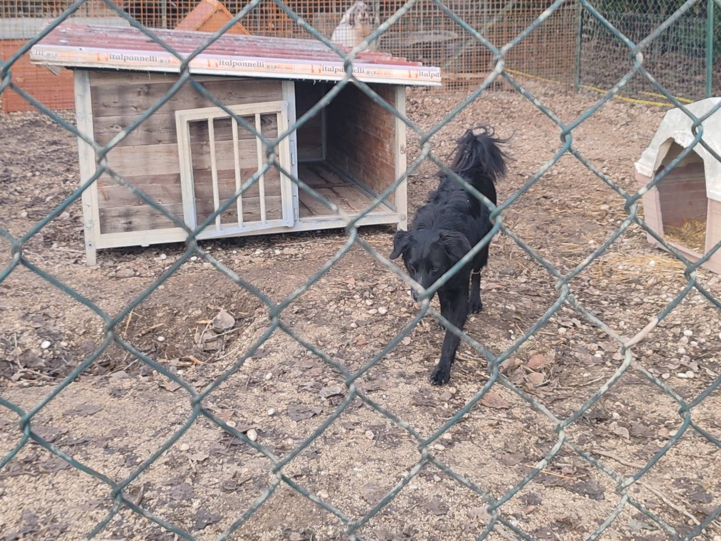 Adotta un cane, taglia media, femmina, Roma