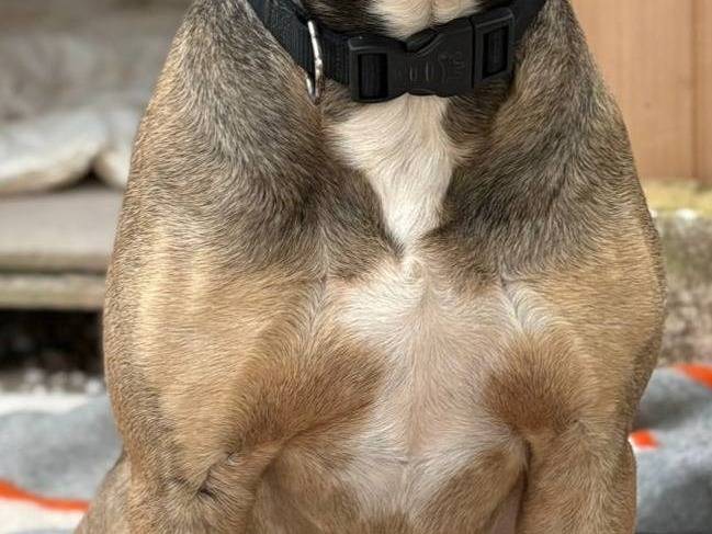 Adozione cane, maschio, Razza sconosciuta Razza sconosciuta, 2 anni e 2 mesi, taglia grande, Bari