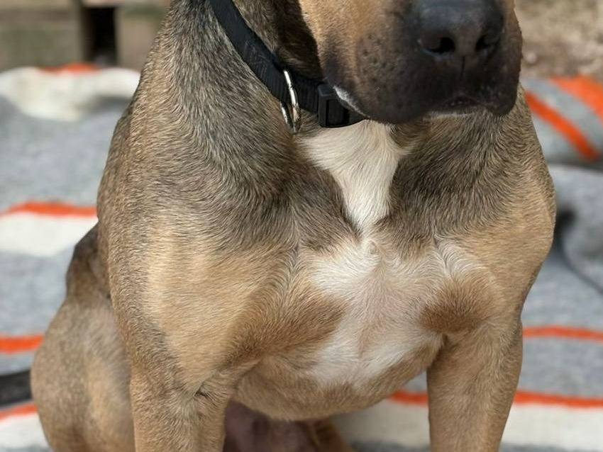 Adotta un cane, maschio, 2 anni e 2 mesi, Bari