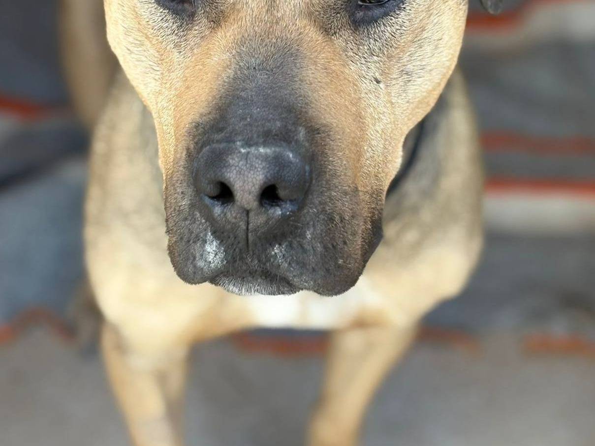 Vuoi adottare un cane a Bari?