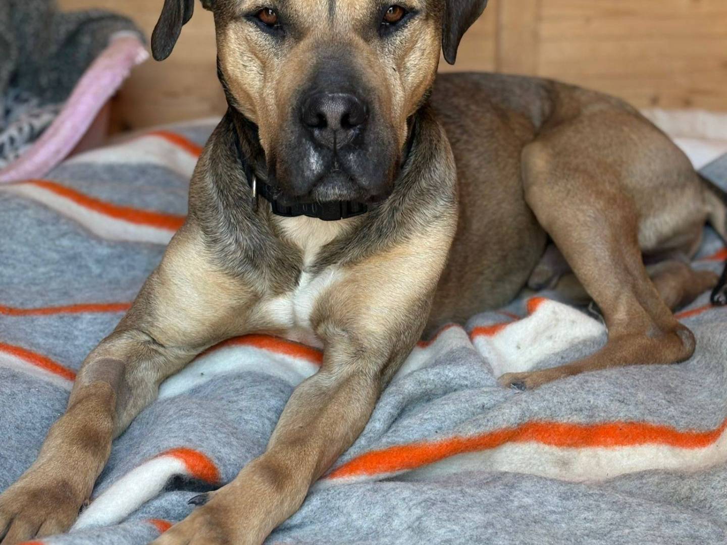 Adotta il cane Bobby a Bari