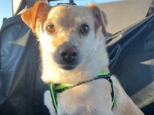 Adotta un cane, maschio, 8 anni e 2 mesi, Messina