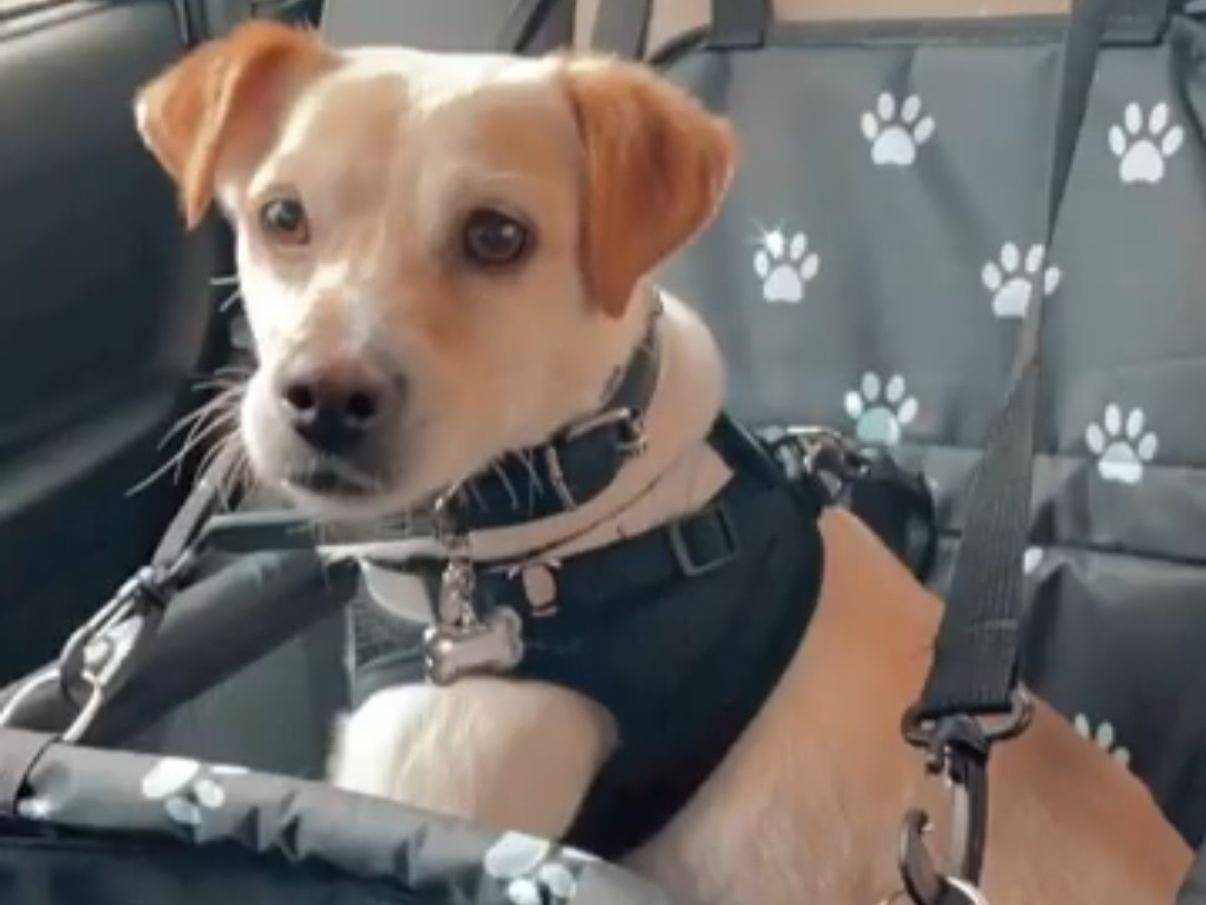 Vuoi adottare un cane a Messina?