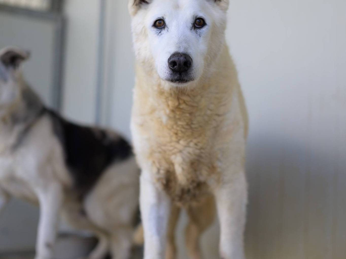 Adozione cane, maschio, Razza sconosciuta Razza sconosciuta, 13 anni e 2 mesi, taglia media, Bari