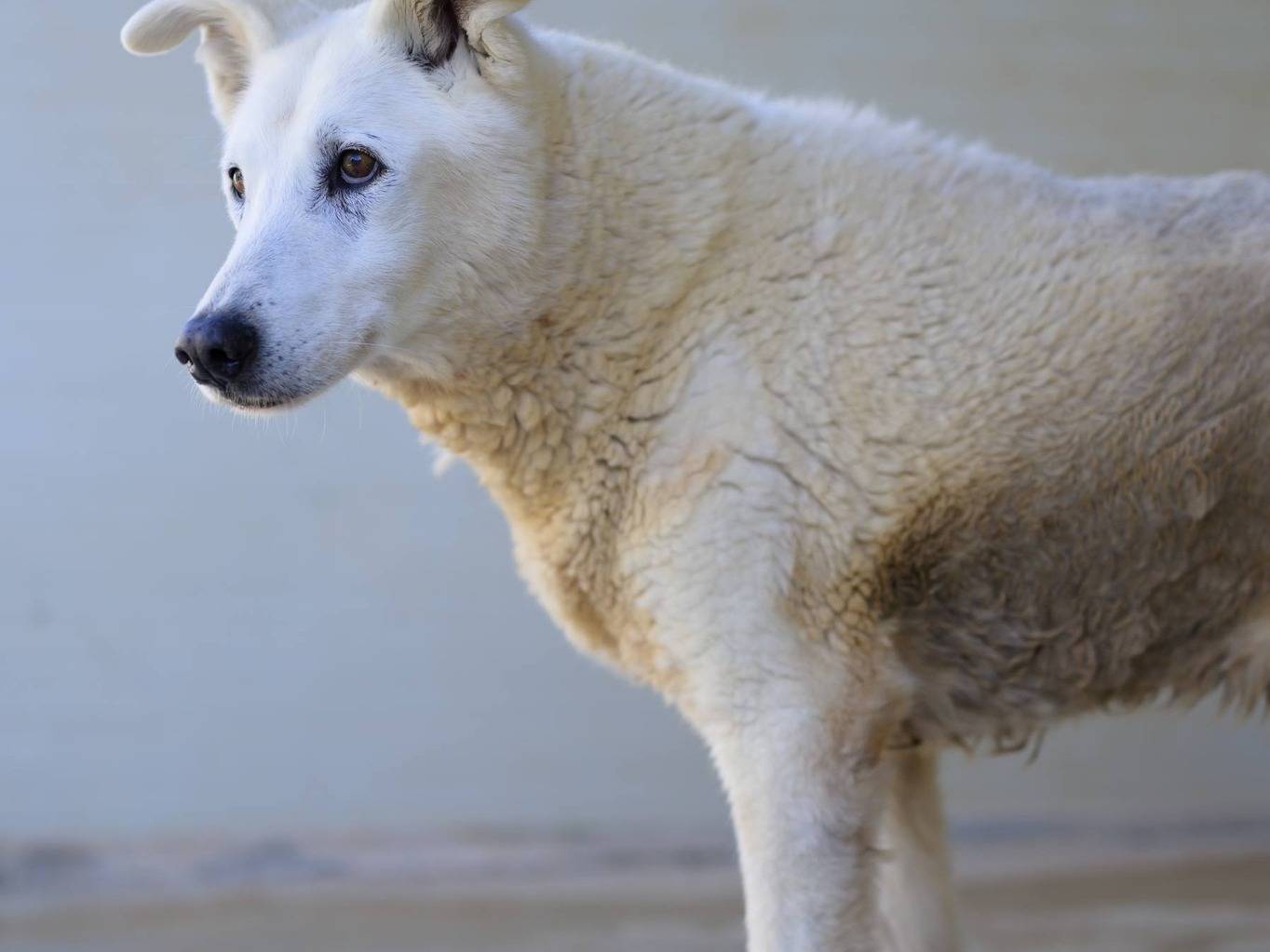 Adotta un cane, maschio, 13 anni e 2 mesi, Bari