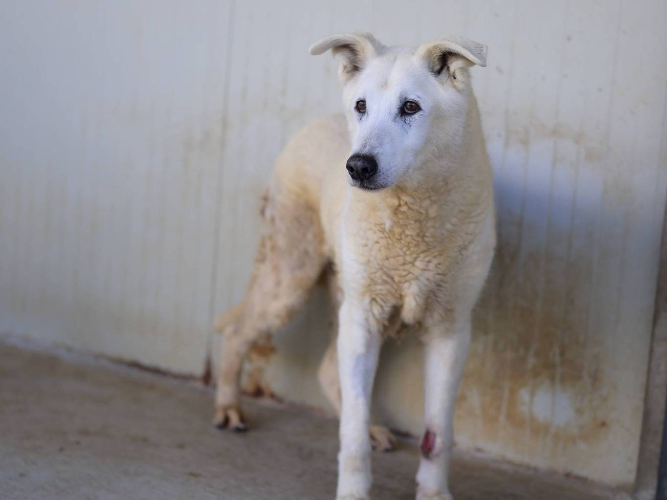 Adotta un cane, taglia media, maschio, Bari