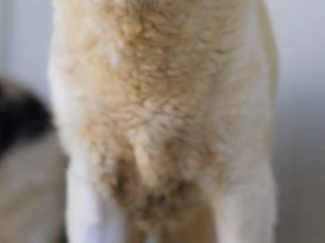 Vuoi adottare un cane a Bari?