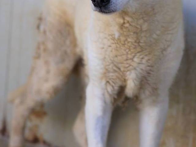 Adotta il cane Rayan a Bari