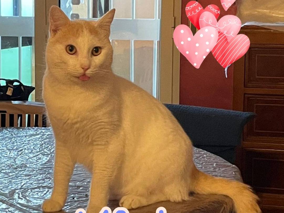 Adozione gatto, maschio, Razza sconosciuta Razza sconosciuta, 9 mesi, taglia non valida, Ancona