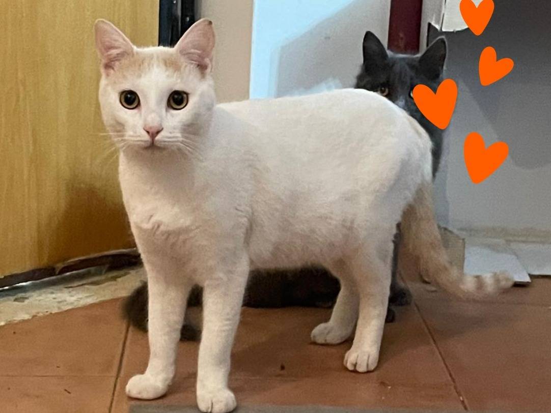 Adotta un gatto, maschio, 9 mesi, Ancona