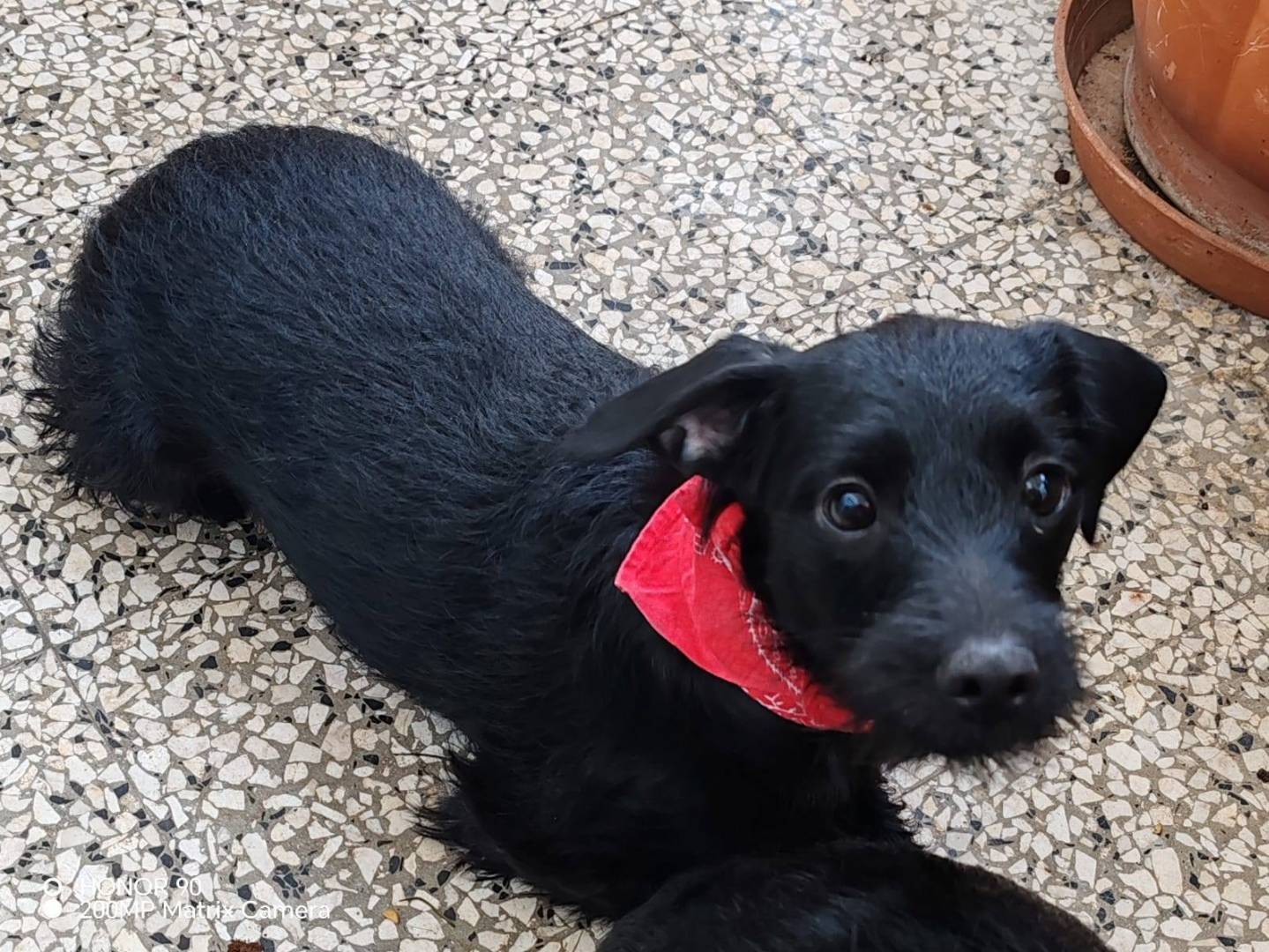 Adozione cane, femmina, Razza sconosciuta Razza sconosciuta, 9 mesi, taglia media contenuta, Bari