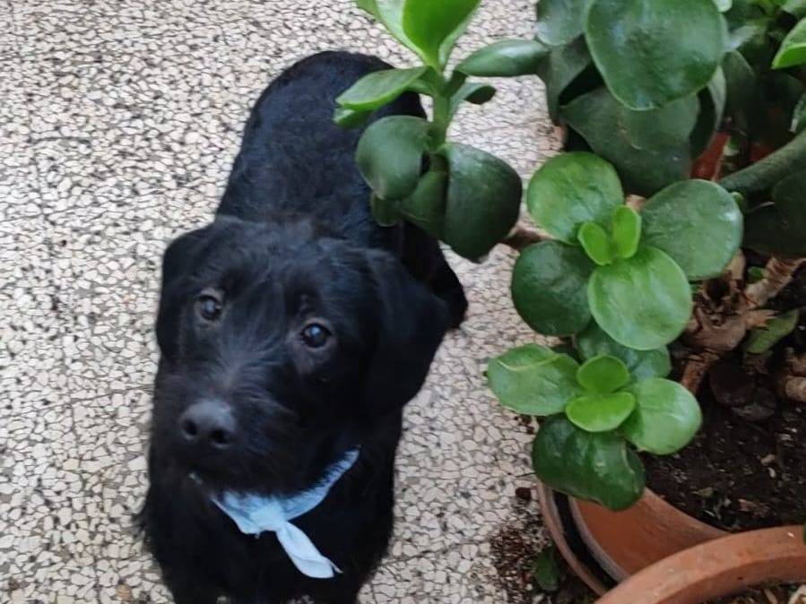 Adotta un cane, femmina, 9 mesi, Bari