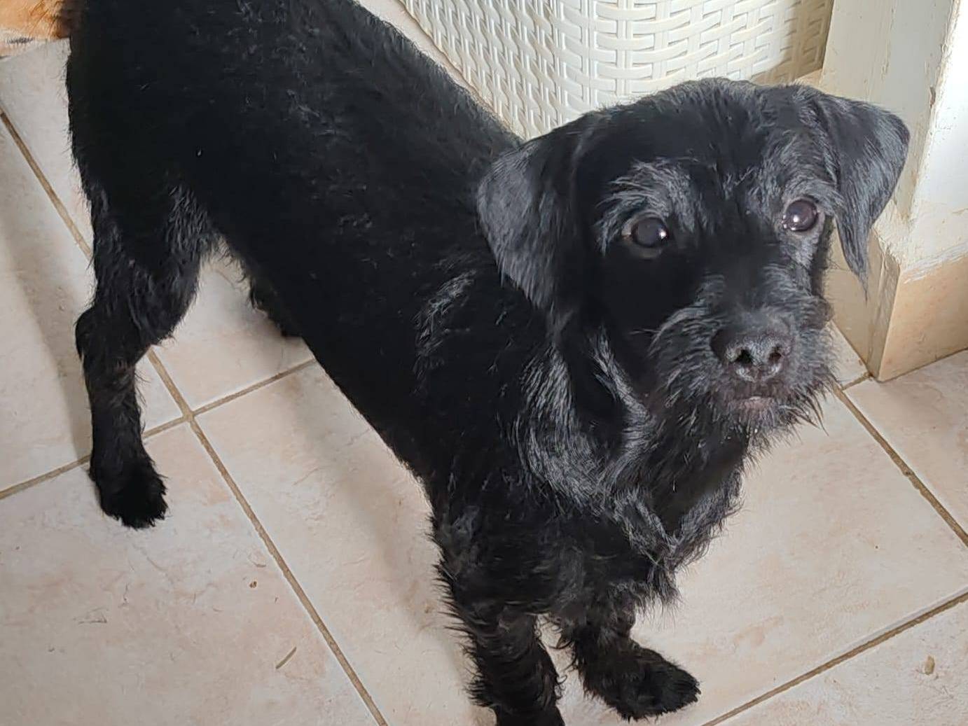 Adotta un cane, taglia media contenuta, femmina, Bari