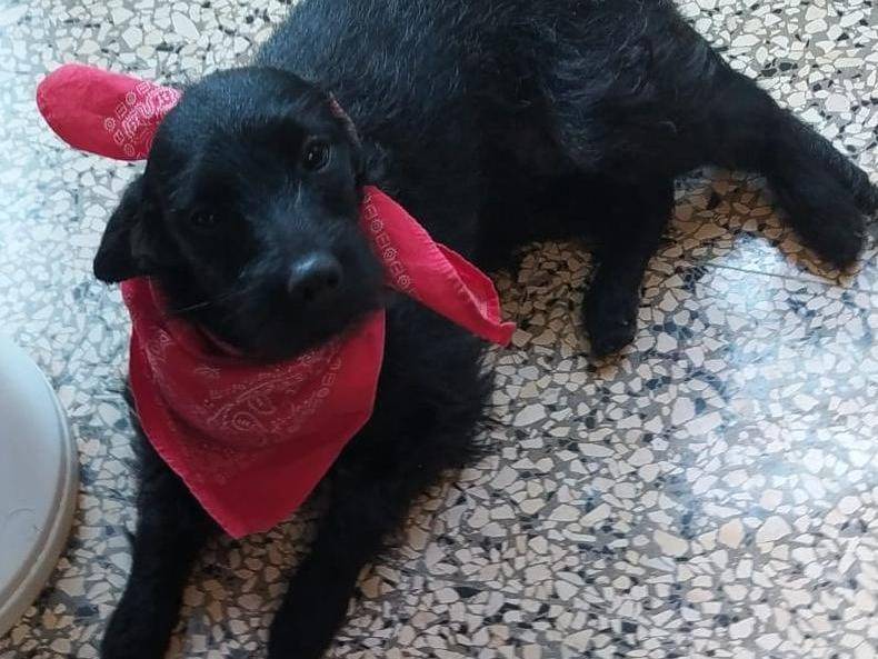 Vuoi adottare un cane a Bari?