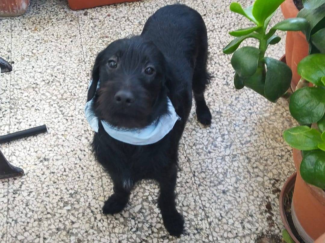 Adotta il cane Lulu e Rocky a Bari