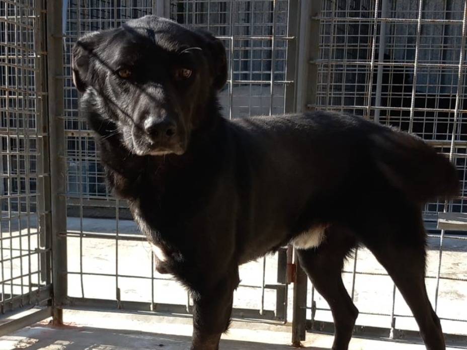 Adozione cane, maschio, Razza sconosciuta Razza sconosciuta, 2 anni e 6 mesi, taglia media, Varese