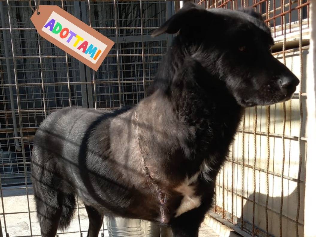 Adotta un cane, maschio, 2 anni e 6 mesi, Varese