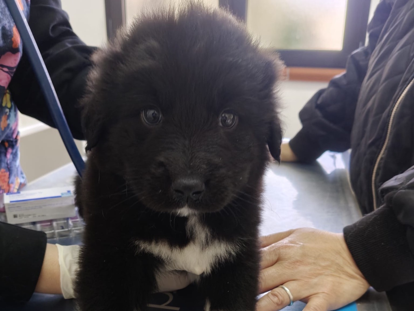 Adotta un cane, maschio, 2 mesi, Crotone