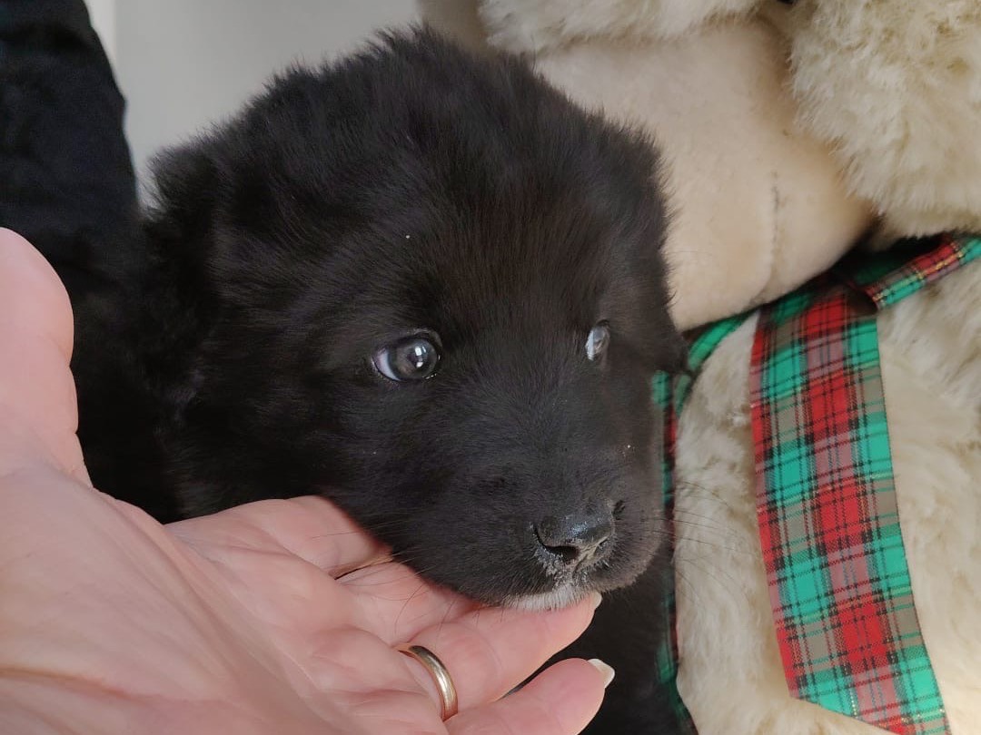 Adotta un cane, taglia grande, maschio, Crotone