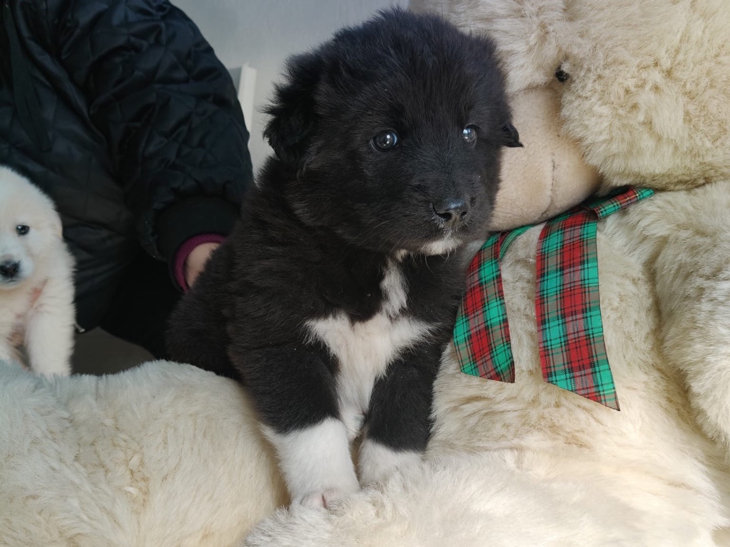 Adotta il cane MILO a Crotone