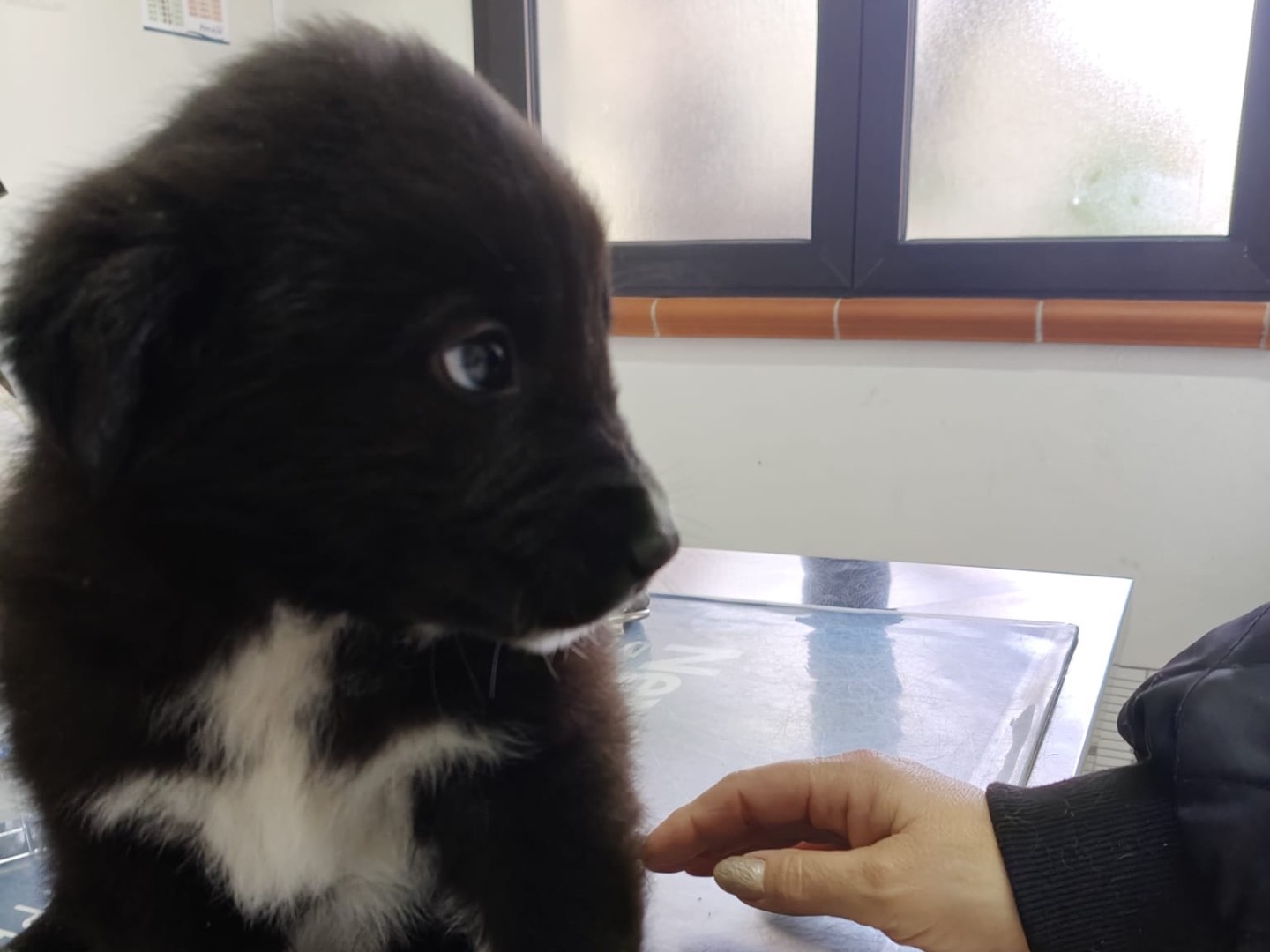 Adotta un cane, maschio, 2 mesi, Crotone