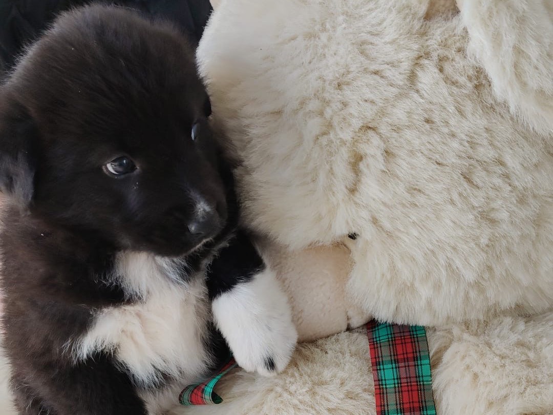 Adotta un cane, taglia grande, maschio, Crotone