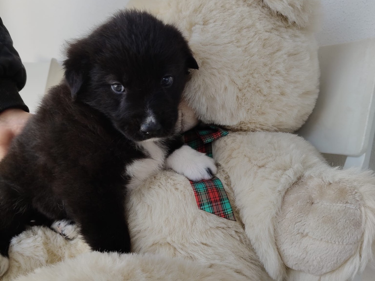 Vuoi adottare un cane a Crotone?