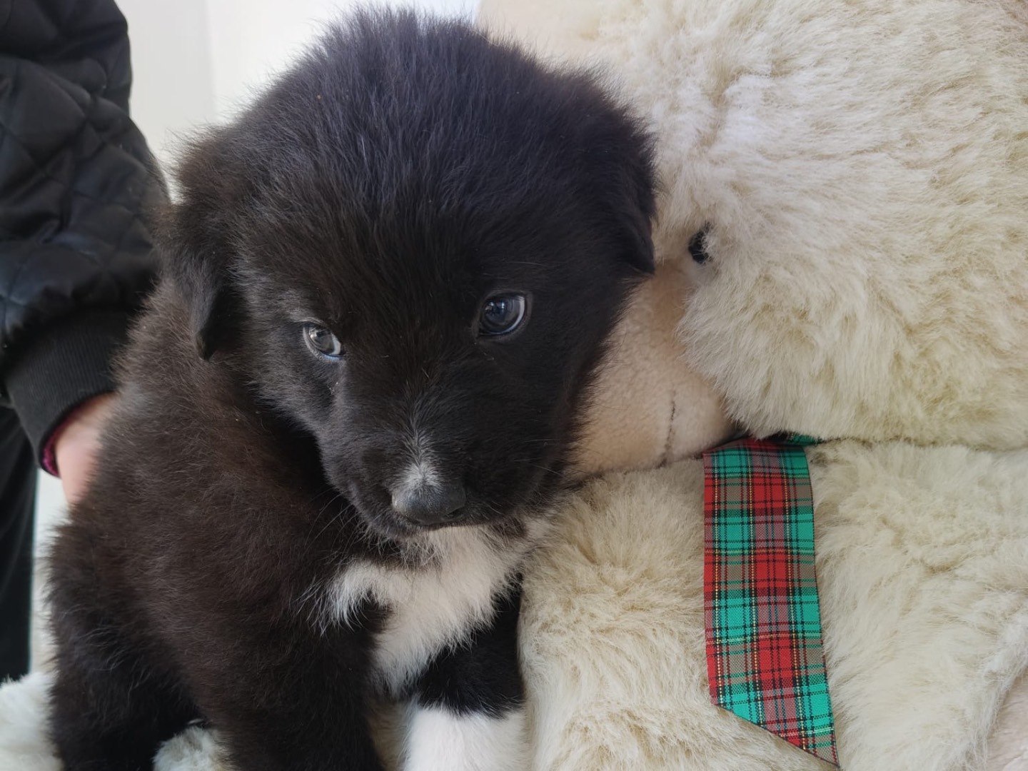 Adotta il cane MAX a Crotone