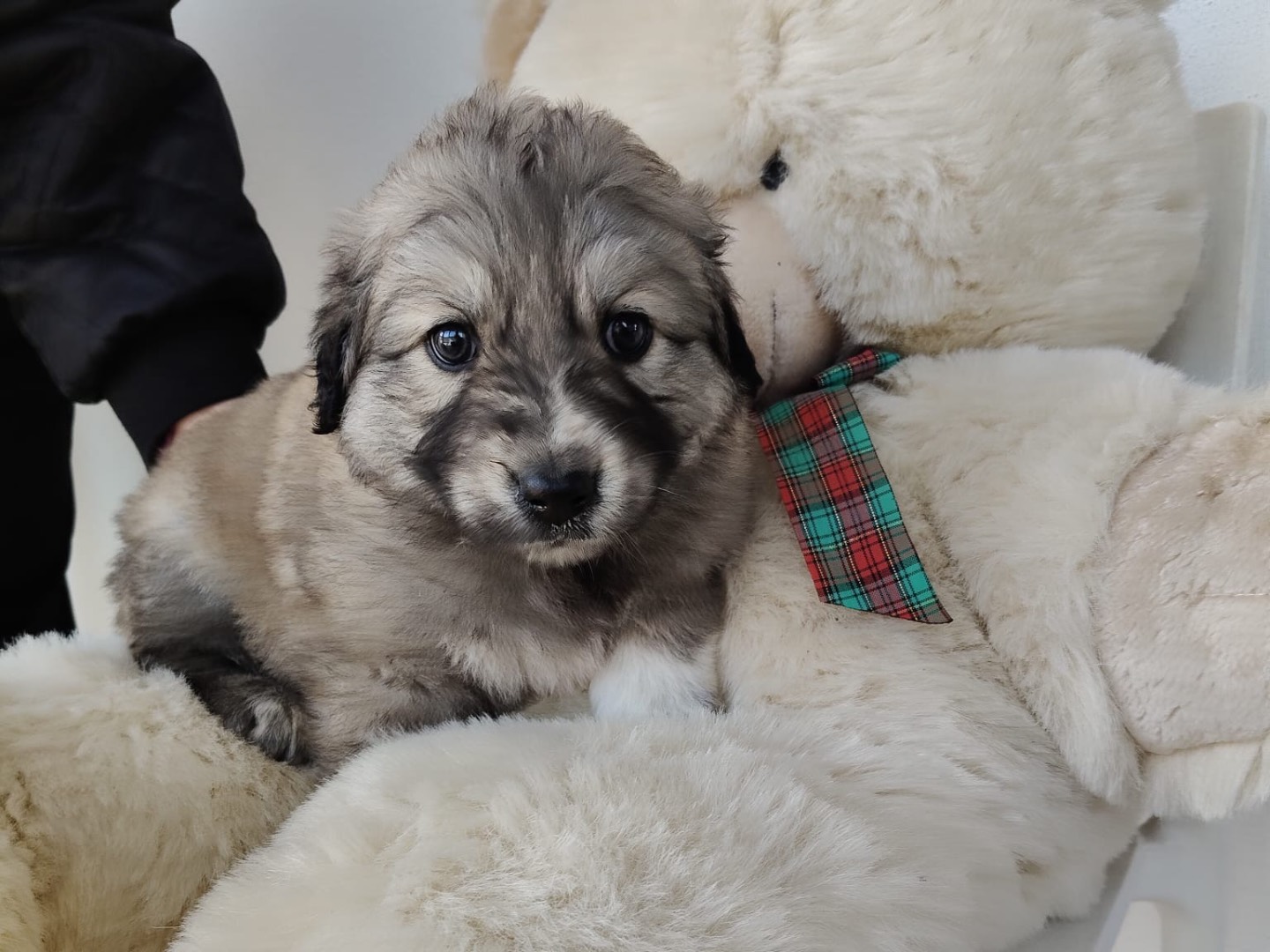 Adozione cane, femmina, Razza sconosciuta Razza sconosciuta, 2 mesi, taglia grande, Crotone