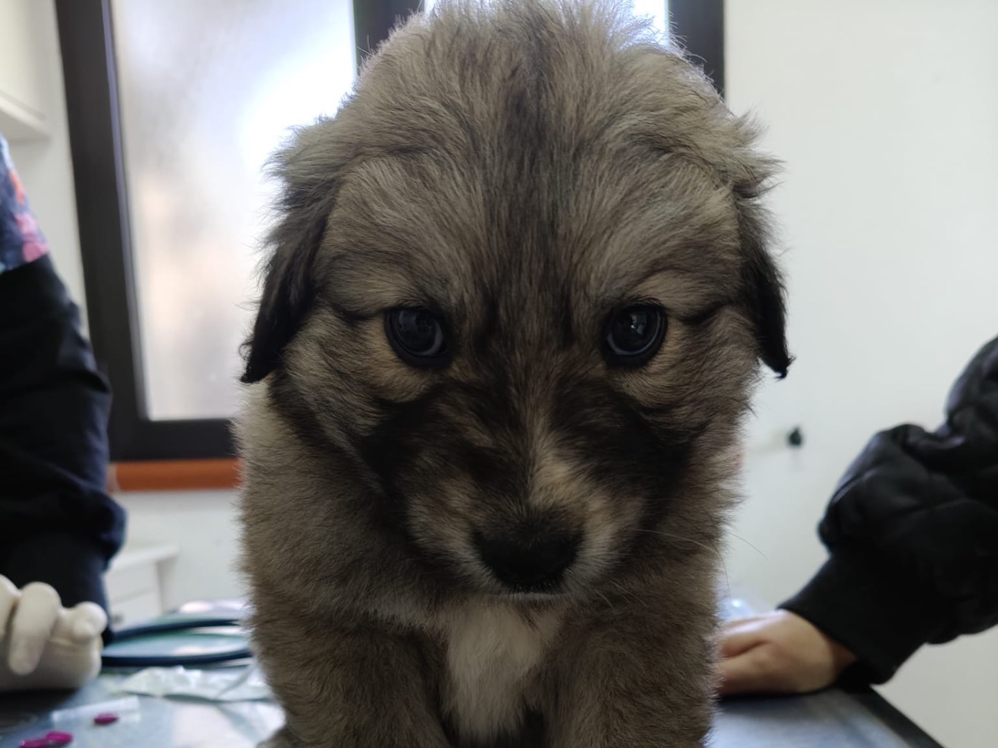 Adotta un cane, femmina, 2 mesi, Crotone