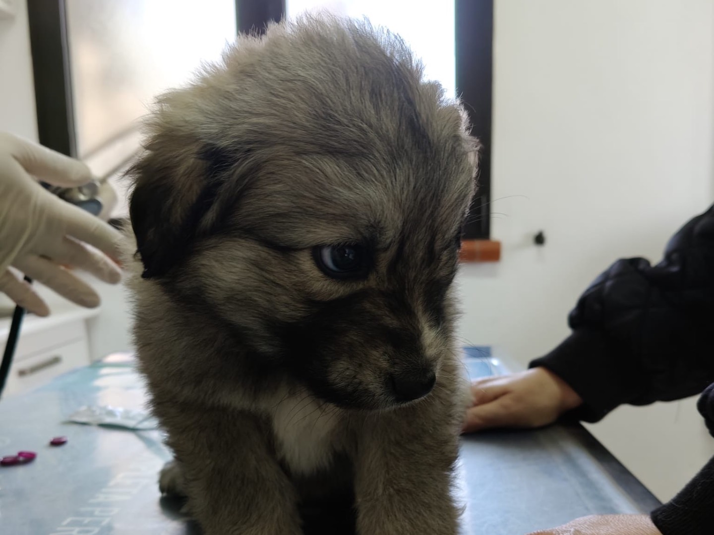 Adotta un cane, taglia grande, femmina, Crotone