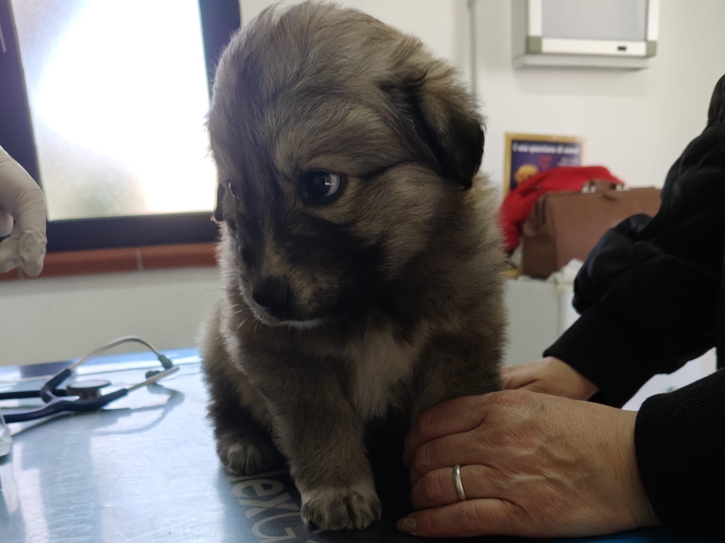 Adotta il cane ZOE a Crotone