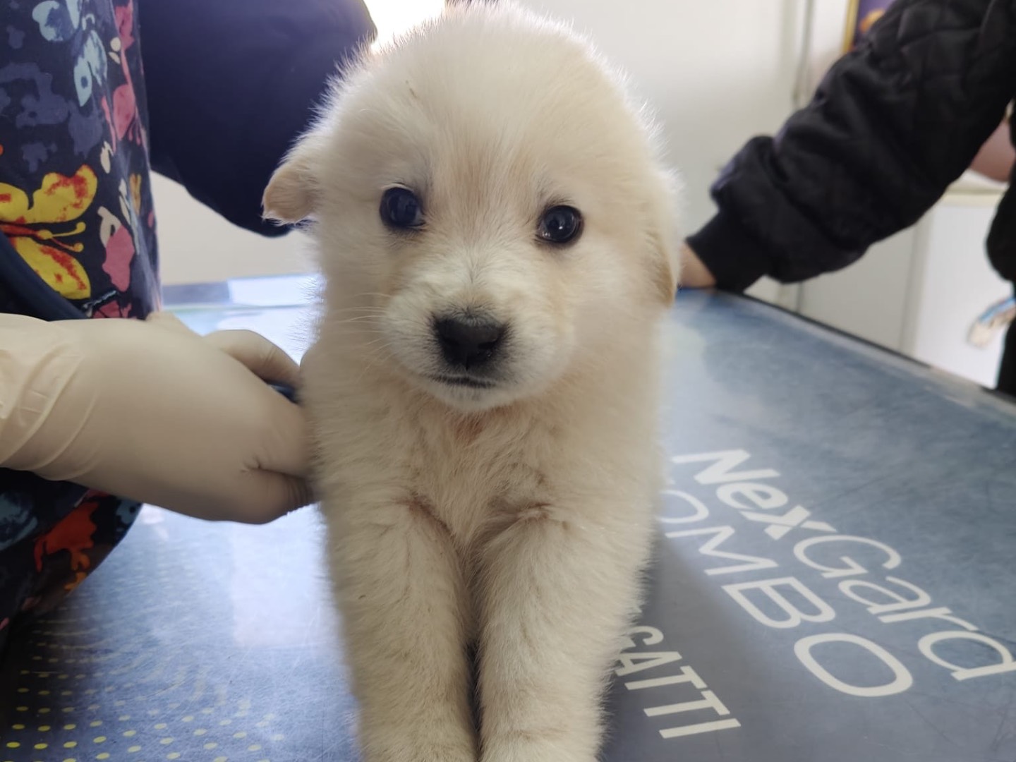 Adozione cane, femmina, Razza sconosciuta Razza sconosciuta, 2 mesi, taglia grande, Crotone