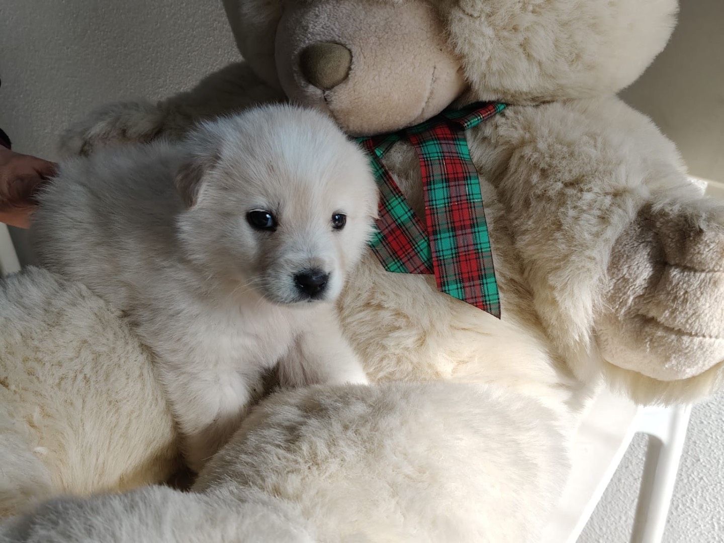 Adotta un cane, taglia grande, femmina, Crotone