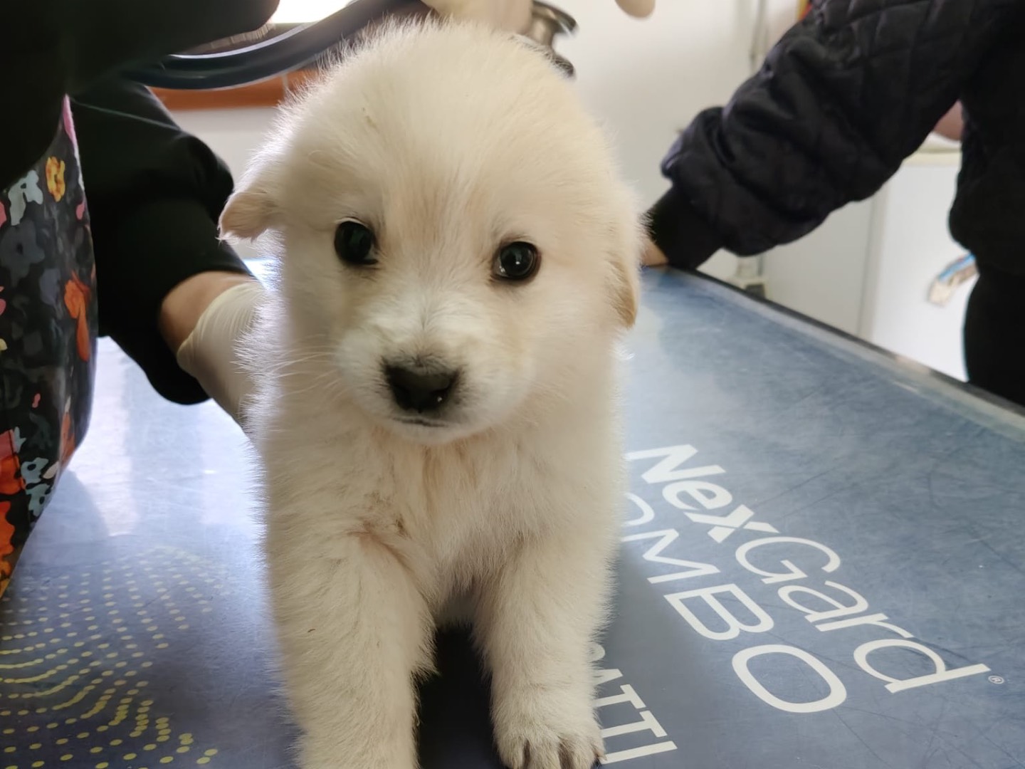 Vuoi adottare un cane a Crotone?