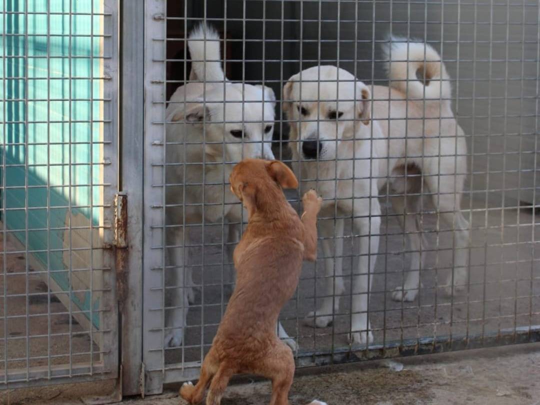 Vuoi adottare un cane a Crotone?