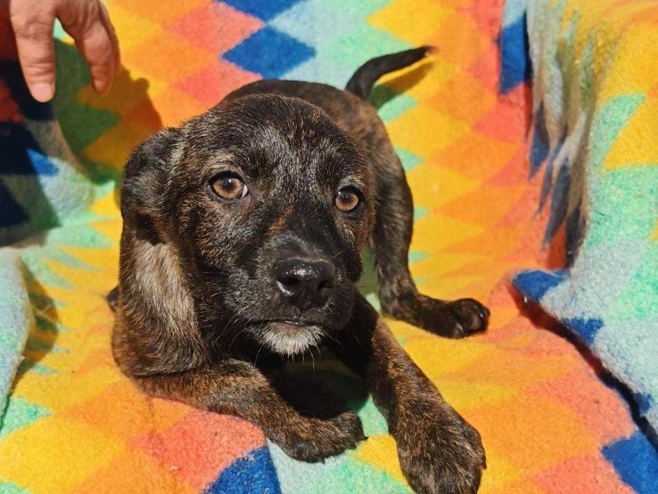 Adozione cane, femmina, Razza sconosciuta Razza sconosciuta, 4 mesi, taglia media, Crotone